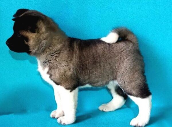 Playful Teacup Akita puppies