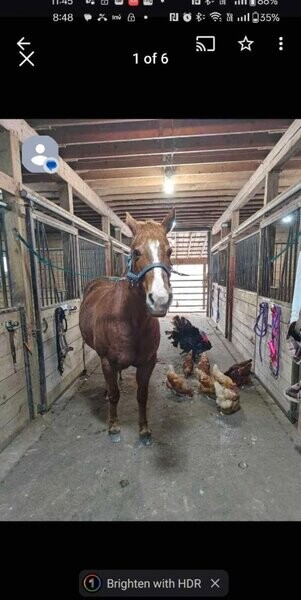 OUTSIDE HORSE BOARDING I TILLSONBURG ....viber :+639463422605)