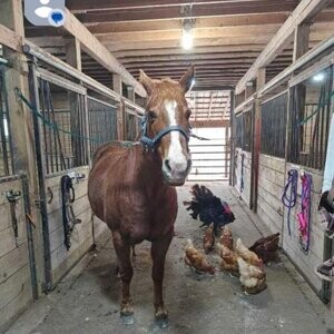 OUTSIDE HORSE BOARDING I TILLSONBURG ....viber :+639463422605) | PostAds PH