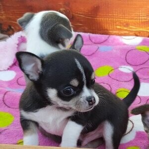 Chihuahua puppies very loving ....viber :+639463422605) | PostAds PH