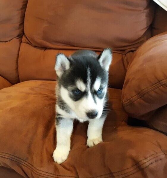 Siberian husky puppies ....viber :+639463422605)