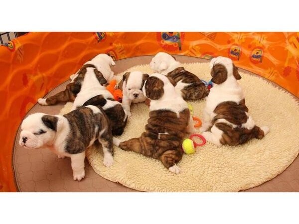 English Bulldog for sale ....viber :+639463422605)