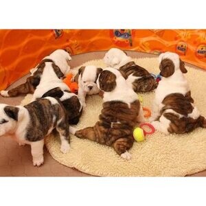 English Bulldog for sale ....viber :+639463422605) | PostAds PH