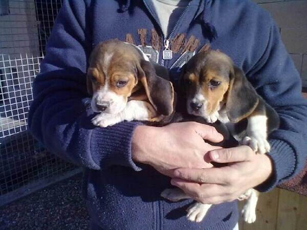 Beagle puppies socially domesticated ....viber :+639463422605)