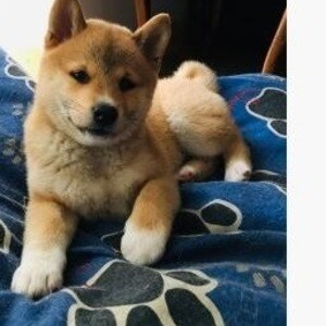 Shiba Inu puppies ....viber :+639463422605) | PostAds PH