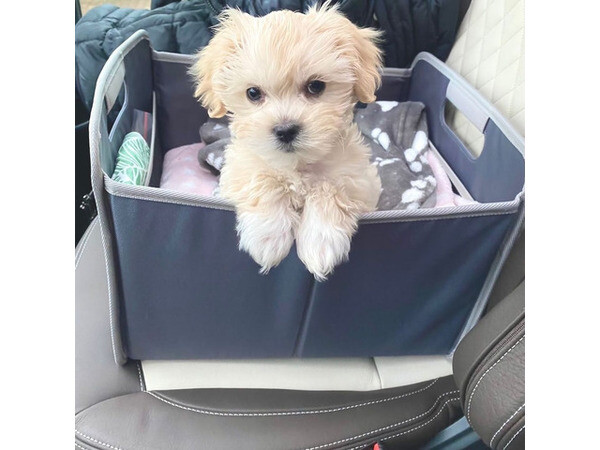 Sweet Maltipoo home raised puppies ....viber :+639463422605)