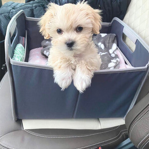 Sweet Maltipoo home raised puppies ....viber :+639463422605) | PostAds PH