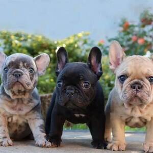 Super French Bulldog puppies for sale ....viber :+639463422605 | PostAds PH