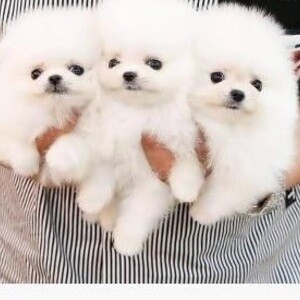 Purebred Pomeranian Puppies ....viber :+639463422605) | PostAds PH