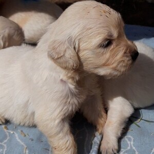 Golden Retriever puppies ....viber :+639463422605) | PostAds PH