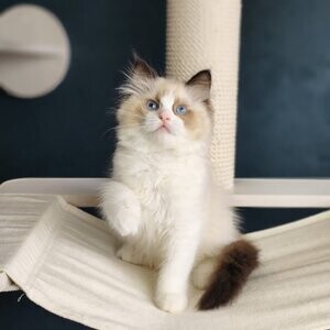 Ragdoll kittens ....viber :+639463422605) | PostAds PH