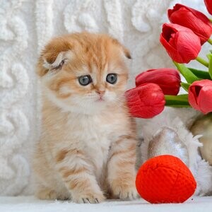 Scottish Fold | PostAds PH