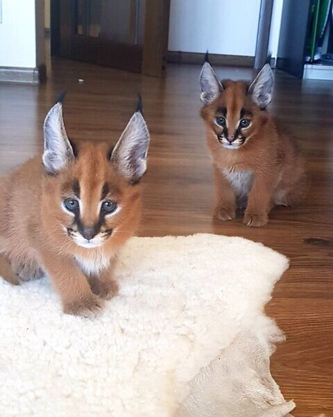  Well tamed Exotics cats. (Ocelots, Caracals and F1 – F3 savannah and S