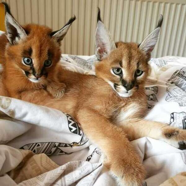 Exotics cats. (Ocelots, Caracals and F1 – F3 savannah and Serval