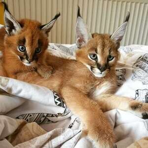 Exotics cats. (Ocelots, Caracals and F1 – F3 savannah and Serval | PostAds PH