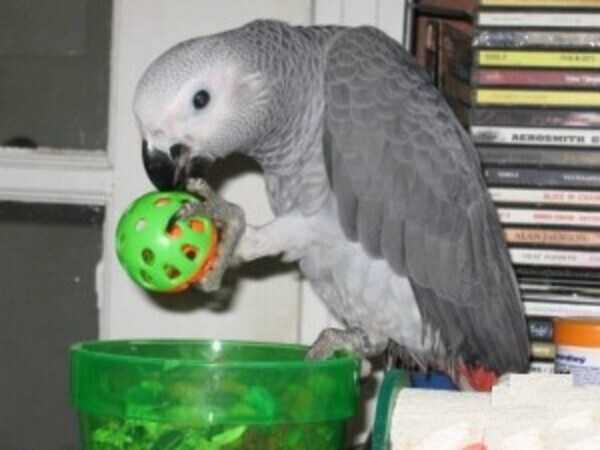 Awesome Talking pair of talking African gray ....viber :+639463422605)