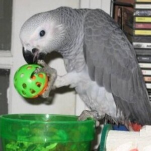 Awesome Talking pair of talking African gray ....viber :+639463422605) | PostAds PH