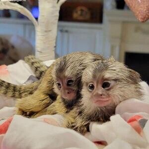 Adorable male and female baby capuchin monkeys for Sale | PostAds PH