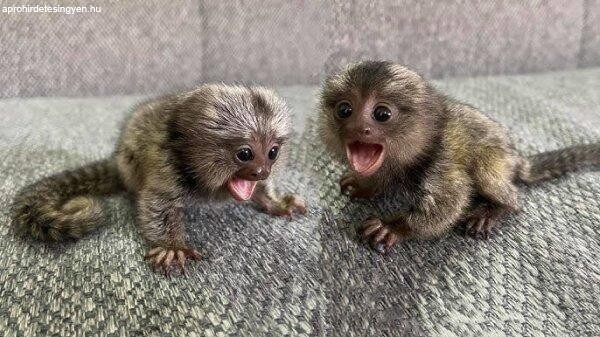 Finger Baby Marmoset Monkeys for sale  ....viber :+639463422605)