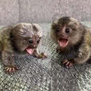 Finger Baby Marmoset Monkeys for sale ....viber :+639463422605) | PostAds PH