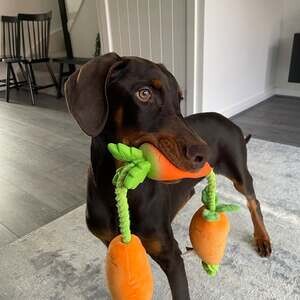 Beautiful Doberman Pinscher Puppies – Health Tested Parents | PostAds PH