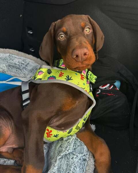 Beautiful and gentle Doberman puppies ....viber :+639463422605)