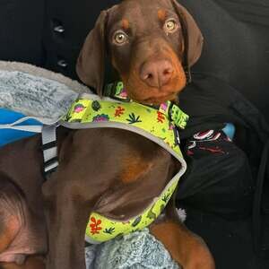 Beautiful and gentle Doberman puppies ....viber :+639463422605) | PostAds PH