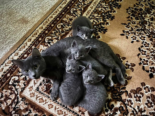 Russian blue kittens available FOR SALE ....viber :+639463422605)