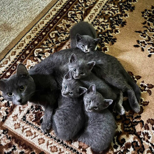 Russian blue kittens available FOR SALE ....viber :+639463422605) | PostAds PH