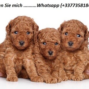 purebred cavapoo puppies for sale ....viber :+639463422605) | PostAds PH