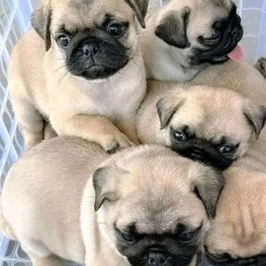 Adorable Pug Puppies Available ....viber :+639463422605) | PostAds PH