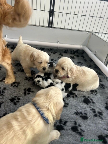 KC reg. Golden Retriever Puppies for sale. ....viber :+639463422605)
