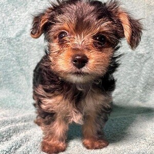 Stunning Teacup Yorkie puppies for adoption ....viber :+639463422605) | PostAds PH