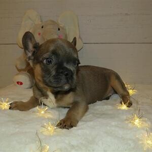 2 Beautiful French Bulldog for sale, ....viber :+639463422605) | PostAds PH