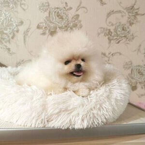 We have a beautiful litter of Pom babies ....viber :+639463422605) | PostAds PH