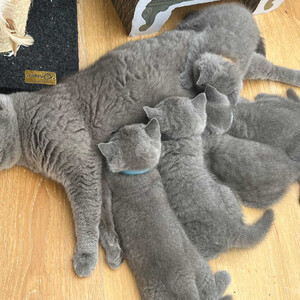British Shorthair Kittens ....viber :+639463422605) | PostAds PH