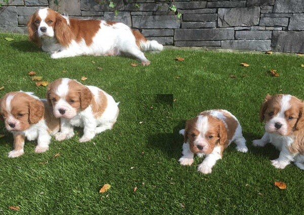 Cavalier King Charles Spaniel Puppies ....viber :+639463422605)