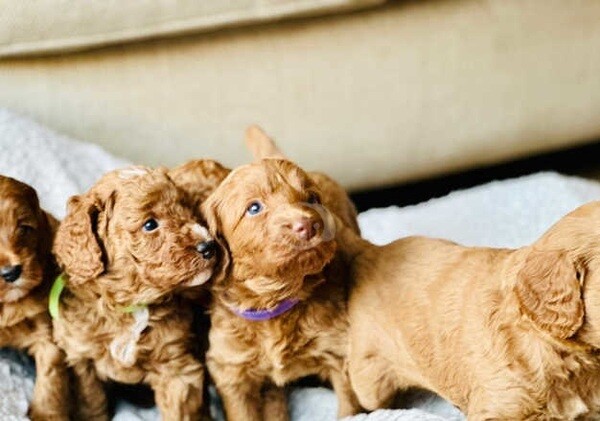 precious Cockapoo puppies  ....viber :+639463422605)