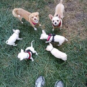 Charming Chihuahua Puppies ....viber :+639463422605) | PostAds PH
