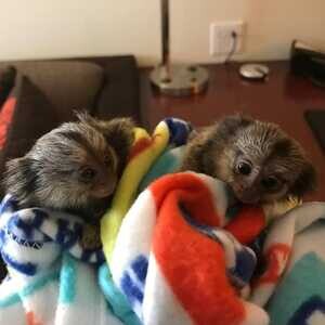 Pygmy Marmoset and capuchin ....viber :+639463422605) | PostAds PH