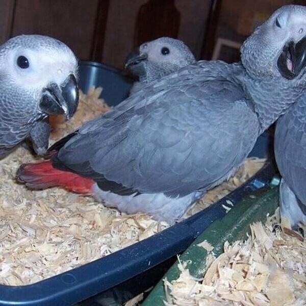 candlelight hatching parrot eggs ....viber :+639463422605)