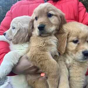 Adorable golden retriever puppies ....viber :+639463422605) | PostAds PH