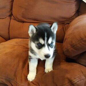 Gorgeous Siberian Husky Puppies ....viber :+639463422605) | PostAds PH