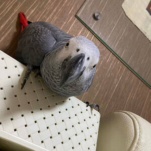 African Grey and macaw parrots For Sale ....viber :+639463422605) | PostAds PH