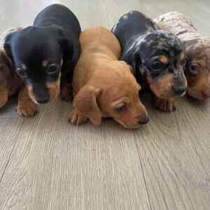 Miniature dachshund puppies ready now ....viber :+639463422605) | PostAds PH