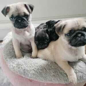 males and female pug puppies available now ....viber :+639463422605) | PostAds PH