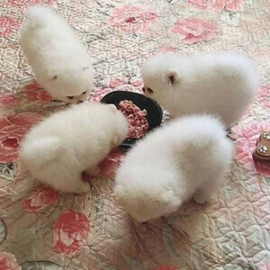 Home raised Pomeranian puppies for good homes ....viber :+639463422605) | PostAds PH