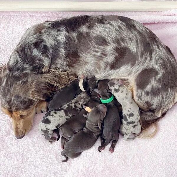 Pedigree Dachshund Puppiess  ....viber :+639463422605)