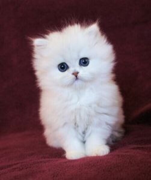 Cute Persian Kittens Currently Available