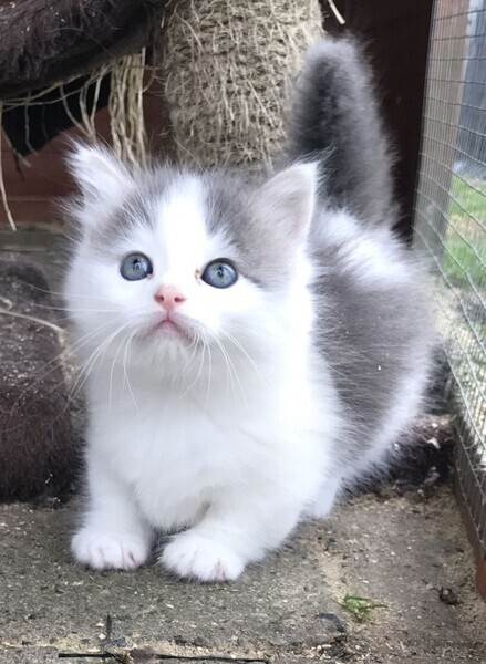 Cute Munchkin kittens Currently Available